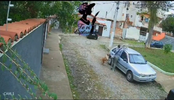 Woman Tried To Save Her Small Dog From A Big Dog But It Was Too Late