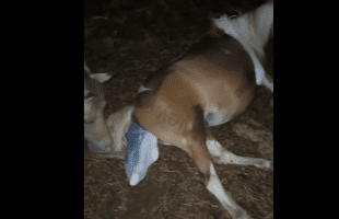 Farmer Witness Her Horse Giving Birth And Helps It