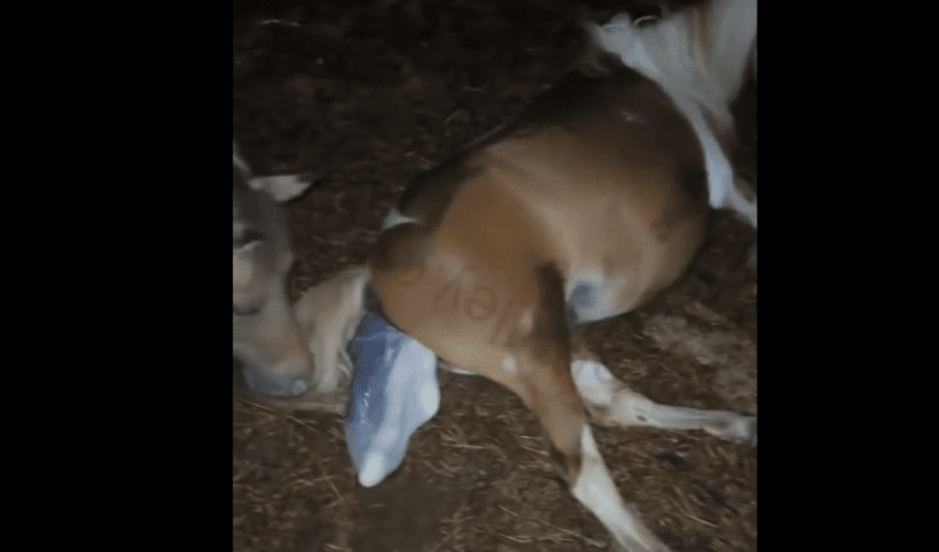 Farmer Witness Her Horse Giving Birth And Helps It