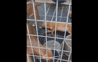 Dude Came Back From Out Of Town And Found One Of His Puppies Head Laid Out In The Cage While Other Puppies Was Running Around