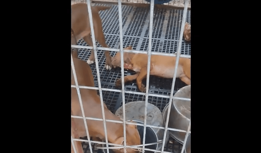 Dude Came Back From Out Of Town And Found One Of His Puppies Head Laid Out In The Cage While Other Puppies Was Running Around
