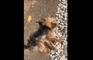 Dude Was Pissed After His Neighbor Came Thru Speeding And Didn’t See His Dog