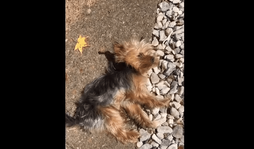 Dude Was Pissed After His Neighbor Came Thru Speeding And Didn’t See His Dog