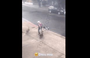 Satisfying Karma Ended In A Dog Chase