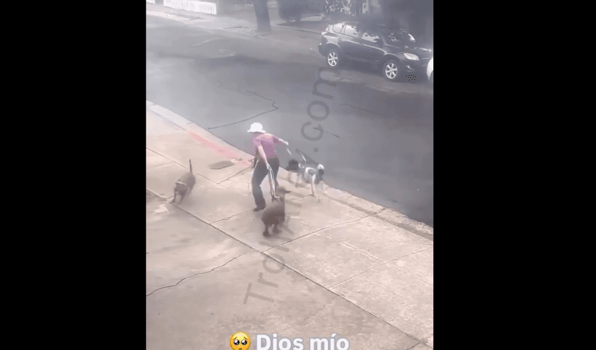 Satisfying Karma Ended In A Dog Chase