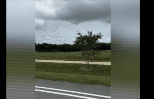 Dude Was Concerned After He Seen Multiple Black People Picking Veggies In A Field While Two White Males Was Watching In Their Truck