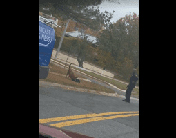 No Object Could Stop This Dog From Attacking Another Dog But A Bullet