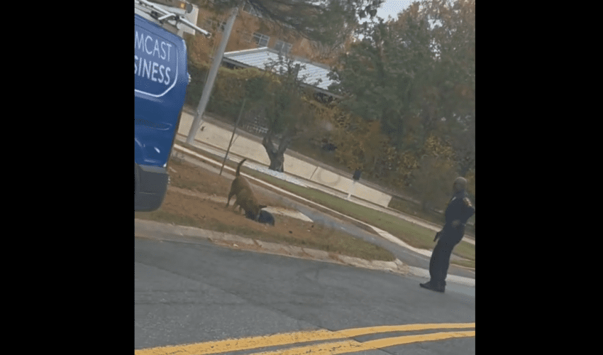 No Object Could Stop This Dog From Attacking Another Dog But A Bullet