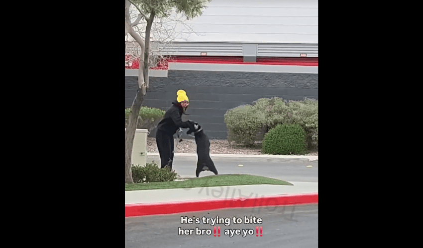 Dog Turns On His Owner For Being Mean