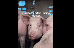 Woman Was Sad After She Seen A Pig With Fear In Her Eyes While Trapped In A Cage Heading To Get Slaughtered