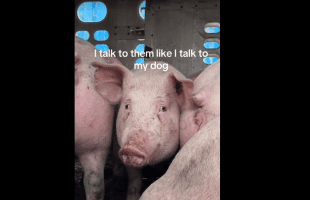 Woman Was Sad After She Seen A Pig With Fear In Her Eyes While Trapped In A Cage Heading To Get Slaughtered