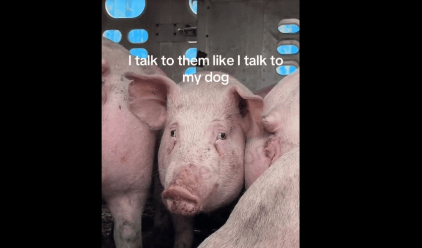 Woman Was Sad After She Seen A Pig With Fear In Her Eyes While Trapped In A Cage Heading To Get Slaughtered