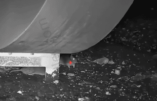 He Really Out Here Sniping Rats Without Using Rat Traps