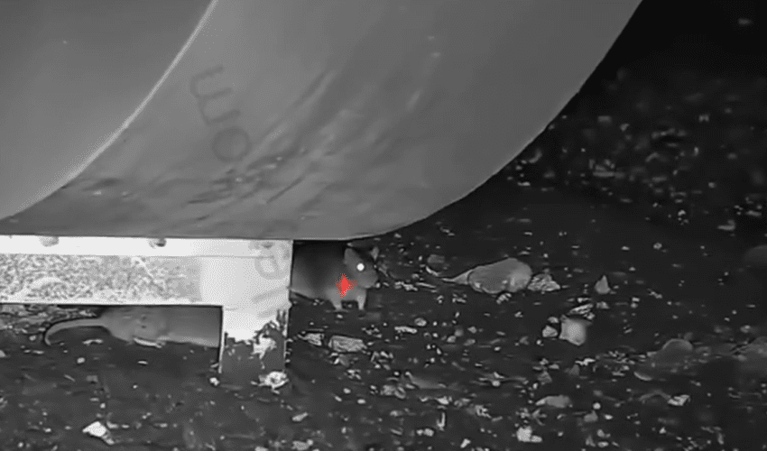 He Really Out Here Sniping Rats Without Using Rat Traps