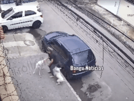 Careless Pit Bull Owners Are The Worse