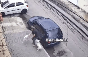 Careless Pit Bull Owners Are The Worse