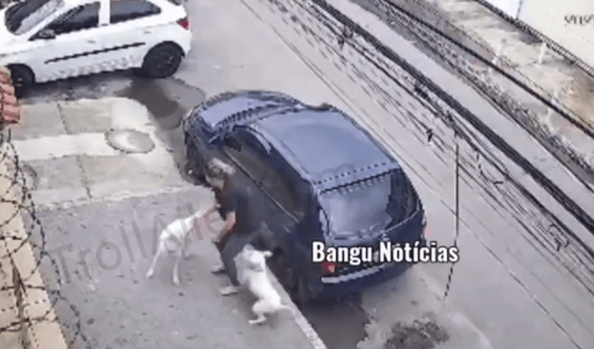 Careless Pit Bull Owners Are The Worse