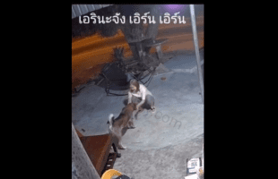 Woman Used This Tactic To Stop A Angry Dog From Seriously Injuring Her After She Tried To Pet Somebody Random Dog