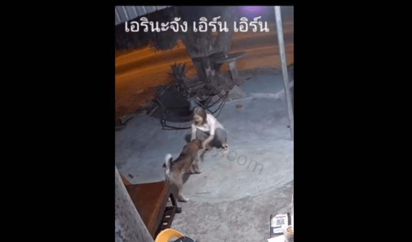 Woman Used This Tactic To Stop A Angry Dog From Seriously Injuring Her After She Tried To Pet Somebody Random Dog