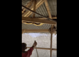 Python Hunting Is Different In Other Countries