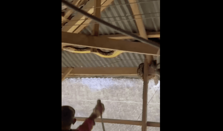 Python Hunting Is Different In Other Countries