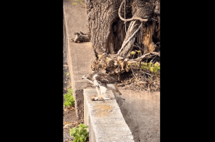 Squirrel Watch Hawk Eat His Friend And Couldn’t Do Anything