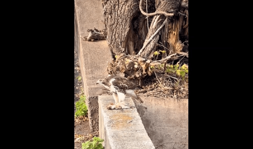 Squirrel Watch Hawk Eat His Friend And Couldn’t Do Anything