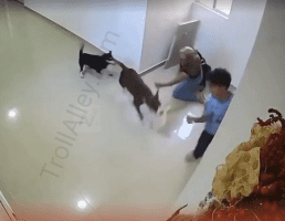 Women With Pitbulls Does Not Mix