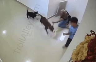 Women With Pitbulls Does Not Mix