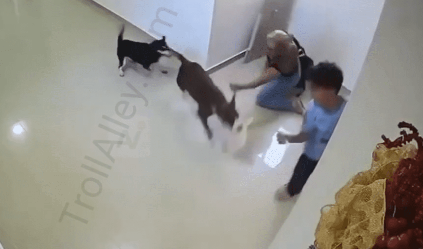 Women With Pitbulls Does Not Mix