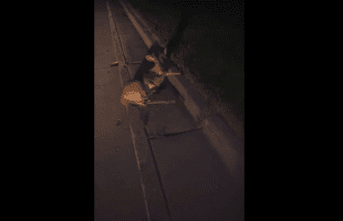 Dude Makes Fun At Deer That Couldn’t Get Up After He Broke His Headlight On His Car