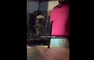 People Are Pissed After A Man Instantly Ended A Pig Life