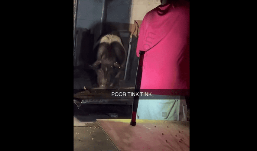 People Are Pissed After A Man Instantly Ended A Pig Life
