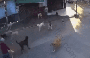 Useless Dog Owner With 15 Dogs Sent A elderly Lady To The Hospital