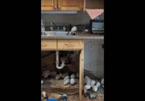 A Piece Of The Ceiling Fell And 1000s Of White Rats Fell From it While Remodeling A House