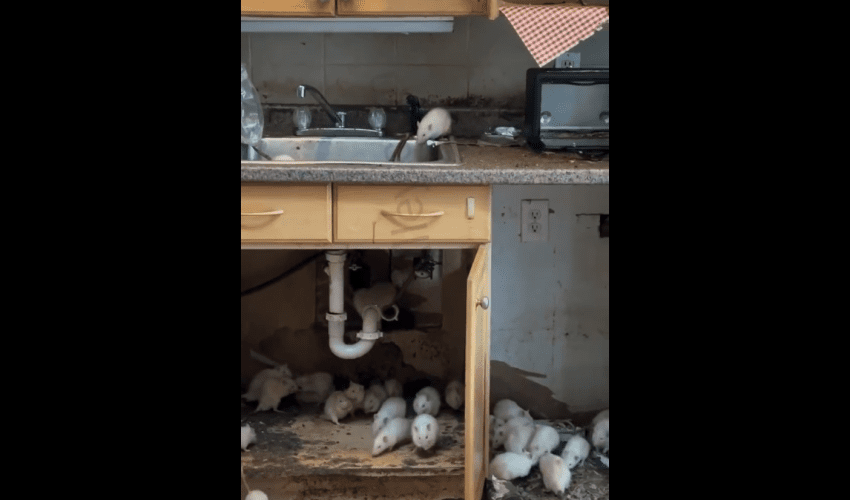 A Piece Of The Ceiling Fell And 1000s Of White Rats Fell From it While Remodeling A House