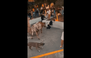 Girl Tried To Ride a Bull And Gets Slunged Around Like A Doll