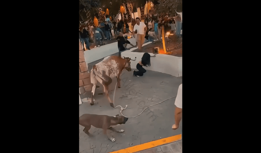 Girl Tried To Ride a Bull And Gets Slunged Around Like A Doll