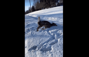Frozen Deer Made It Across The Road With The Help Of A Car That Left Him In This Position