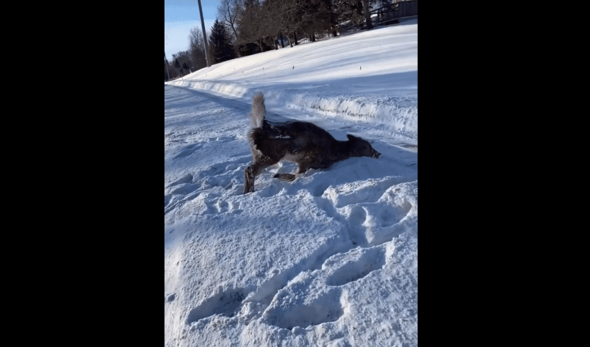 Frozen Deer Made It Across The Road With The Help Of A Car That Left Him In This Position