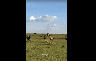 Mother Saved Her Baby From A Jackal But Couldn’t Save It From A Hyena