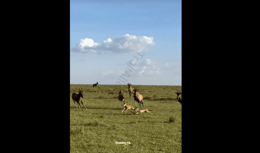 Mother Saved Her Baby From A Jackal But Couldn’t Save It From A Hyena