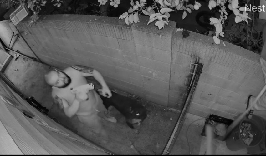 Thief That Was Scared Of Dogs Gets Caught By The Owner