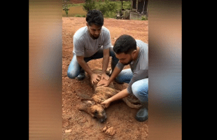 Dog Owners Saved Their Choking Dog