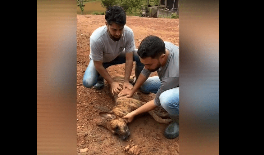 Dog Owners Saved Their Choking Dog