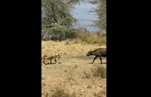 Young Buffalo Stumbles And Falls After Proving To A Lion That Its Not Scared