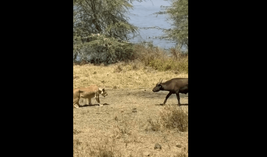 Young Buffalo Stumbles And Falls After Proving To A Lion That Its Not Scared