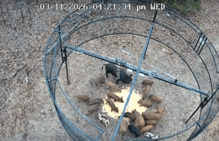 Dude Caught A Family Of Pigs With His Massive Trap