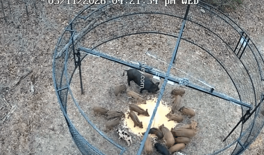 Dude Caught A Family Of Pigs With His Massive Trap