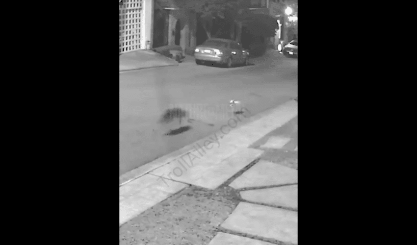 Small Dog Ran Off From His Owner And Ran Into Some Hungry Wild Foxes